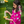 Lotus Bloom (Purple)- Ethnic Wear Girls