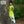Rupa The Elephant - Ethnic Wear Boys