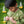 Gleaming Leaf (Green)- Ethnic Wear Boys
