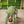 Gleaming Leaf (Green)- Ethnic Wear Boys