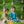 Gleaming Leaf Ethnic Wear Girls (Blue)