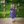 Shimmering Butterfly- Ethnic Wear Girls