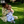 Stary Penguin-  Infant Wear
