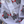 Stary Penguin-  Infant Wear