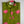 Lotus Bloom Boys- Green